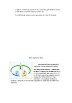 Konspekts 'Matu kopšana ar dabīgajiem līdzekļiem', 6.