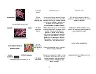 Referāts 'Ūdens mikrobioloģiskā kvalitāte', 11.