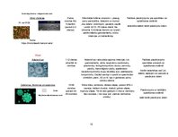 Referāts 'Ūdens mikrobioloģiskā kvalitāte', 15.