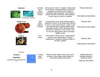 Referāts 'Ūdens mikrobioloģiskā kvalitāte', 16.