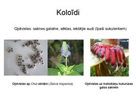 Prezentācija 'Augu bioloģija', 15.