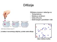 Prezentācija 'Augu bioloģija', 16.