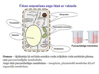 Prezentācija 'Augu bioloģija', 17.