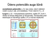 Prezentācija 'Augu bioloģija', 18.