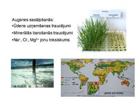 Prezentācija 'Augu bioloģija', 19.