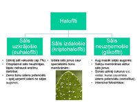 Prezentācija 'Augu bioloģija', 22.