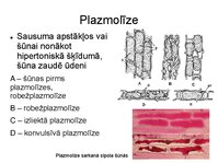 Prezentācija 'Augu bioloģija', 23.