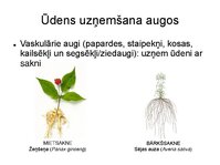 Prezentācija 'Augu bioloģija', 26.