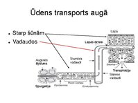 Prezentācija 'Augu bioloģija', 27.