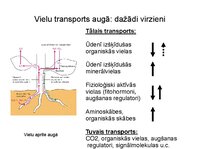 Prezentācija 'Augu bioloģija', 28.