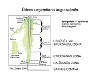 Prezentācija 'Augu bioloģija', 30.