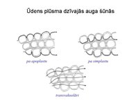 Prezentācija 'Augu bioloģija', 32.