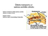 Prezentācija 'Augu bioloģija', 33.