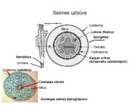 Prezentācija 'Augu bioloģija', 34.