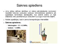 Prezentācija 'Augu bioloģija', 35.