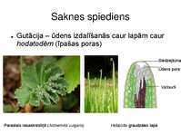 Prezentācija 'Augu bioloģija', 36.