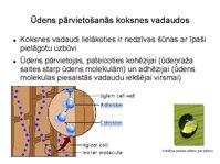 Prezentācija 'Augu bioloģija', 37.
