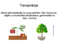 Prezentācija 'Augu bioloģija', 38.