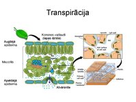 Prezentācija 'Augu bioloģija', 39.