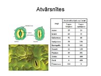 Prezentācija 'Augu bioloģija', 43.