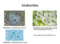 Prezentācija 'Augu bioloģija', 44.