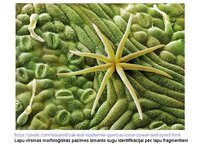 Prezentācija 'Augu bioloģija', 45.