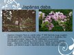 Prezentācija 'Japāna', 14.