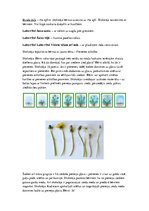 Konspekts 'Rotaļnodarbība dabaszinībās pirmsskolā', 3.