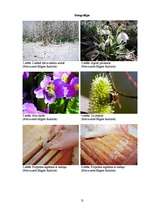 Referāts 'Bišu produktu iegūšana un izmantošana', 31.