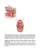 Konspekts 'Gremošanas sistēma', 2.