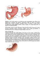 Konspekts 'Gremošanas sistēma', 6.