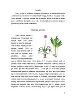 Referāts 'Puravi', 2.