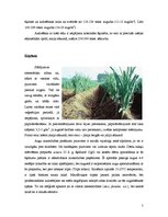 Referāts 'Puravi', 5.