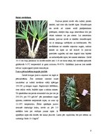 Referāts 'Puravi', 6.