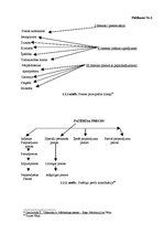 Diplomdarbs 'Preču plūsmas optimizācijas modeļi mārketinga aspektā SIA "Rimi Latvia"', 60.