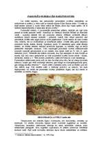 Referāts 'Paleolīta alu glezniecība', 2.