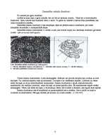 Konspekts 'Siekalu dziedzeri', 4.