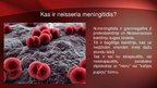 Prezentācija 'Neisseria meningitidis - meningokoki', 3.