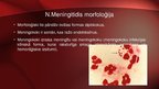 Prezentācija 'Neisseria meningitidis - meningokoki', 4.