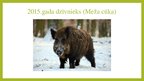 Prezentācija 'Gada dzīvnieki Latvijā', 18.