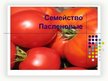 Prezentācija 'Паслёновые', 1.