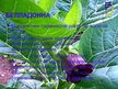 Prezentācija 'Паслёновые', 5.