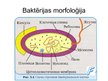 Prezentācija 'Baktērijas', 5.