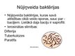Prezentācija 'Baktērijas', 8.