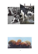 Konspekts 'Leptospiroze', 6.