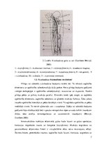 Referāts 'Nervus ischiadicus anatomija un traucējumu izpausmes', 7.