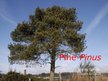 Prezentācija 'Pine Tree', 1.