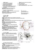 Konspekts 'Anatomija veselības aprūpes studijās', 14.