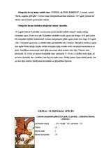 Referāts '2006.gada ziemas olimpiskās spēles un 2005.gada sporta cilvēki, konkursa laureāt', 4.