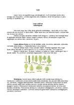 Konspekts 'Augu lapas un to daudzveidība', 1.